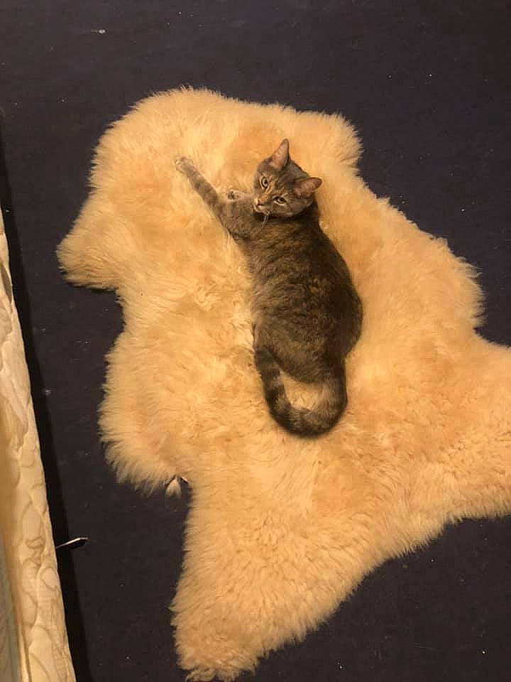 Pickkle Lilly joined the competition — help win amazing prizes! canidae, carnivore, cat, claw, domestic_short_haired_cat, ear, fawn, felidae, fur, paw, small_to_medium_sized_cats, snout, tail, whiskers, window