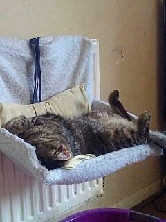 Reggie Roo joined the competition — help win amazing prizes! canidae, carnivore, cat, comfort, companion_dog, dog_breed, domestic_short_haired_cat, felidae, flooring, fur, grey, hardwood, linens, nap, room, small_to_medium_sized_cats, sporting_group, tail, whiskers, wood