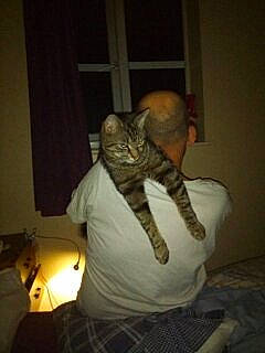 Reggie Roo joined the competition — help win amazing prizes! carnivore, cat, comfort, darkness, facial_hair, fawn, felidae, flooring, fur, hardwood, human_leg, lap, paw, small_to_medium_sized_cats, snout, t_shirt, tail, thigh, whiskers, wood