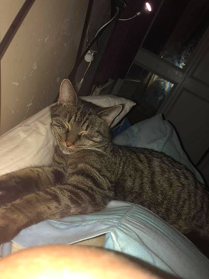 Reggie Roo joined the competition — help win amazing prizes! bed, bedding, bedroom, carnivore, cat, claw, comfort, darkness, domestic_short_haired_cat, felidae, fur, grey, human_leg, linens, nap, room, sitting, sleep, small_to_medium_sized_cats, whiskers