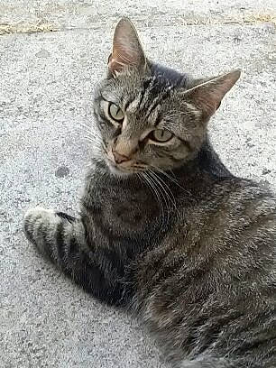 Reggie Roo is registered to the contest to win money with this photo: carnivore, cat, domestic_short_haired_cat, felidae, fur, grey, paw, small_to_medium_sized_cats, snout, terrestrial_animal, whiskers, wildlife