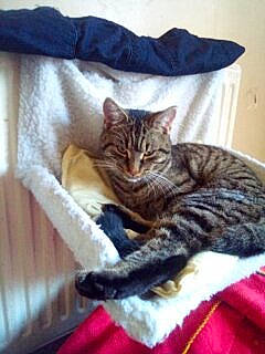 Reggie Roo is registered to the contest to win money with this photo: bed, bedding, carnivore, cat, cat_bed, cat_supply, claw, comfort, couch, domestic_short_haired_cat, fawn, felidae, fur, grey, linens, paw, small_to_medium_sized_cats, snout, tail, whiskers