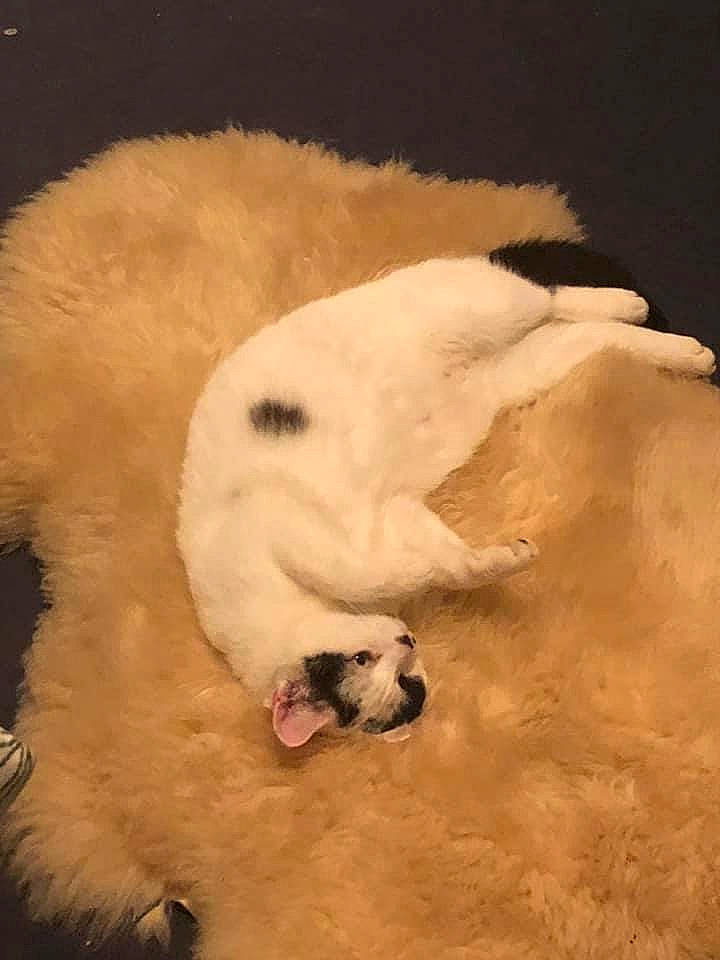 Gnomieo is registered to the contest to win money with this photo: canidae, carnivore, companion_dog, dog_breed, fur, non_sporting_group, paw, polar_bear, polish_tatra_sheepdog, snout, sporting_group, tail, terrestrial_animal, water_bird, working_animal