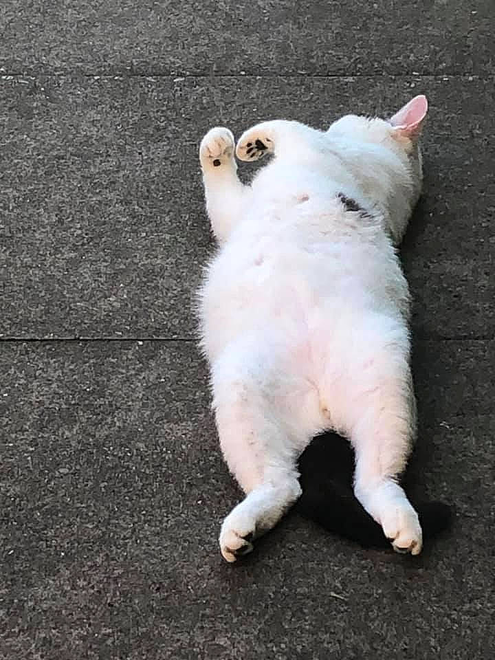 Gnomieo joined the competition — help win amazing prizes! art, asphalt, canidae, carnivore, cat, claw, companion_dog, dog_breed, domestic_short_haired_cat, fawn, felidae, foot, fur, paw, road_surface, small_to_medium_sized_cats, tail, terrestrial_animal, whiskers