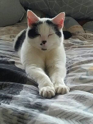 Gnomieo joined the competition — help win amazing prizes! carnivore, cat, comfort, eye, fawn, felidae, floor, flooring, foot, grey, head, human_body, leg, paw, small_to_medium_sized_cats, snout, tail, toe, whiskers, wood