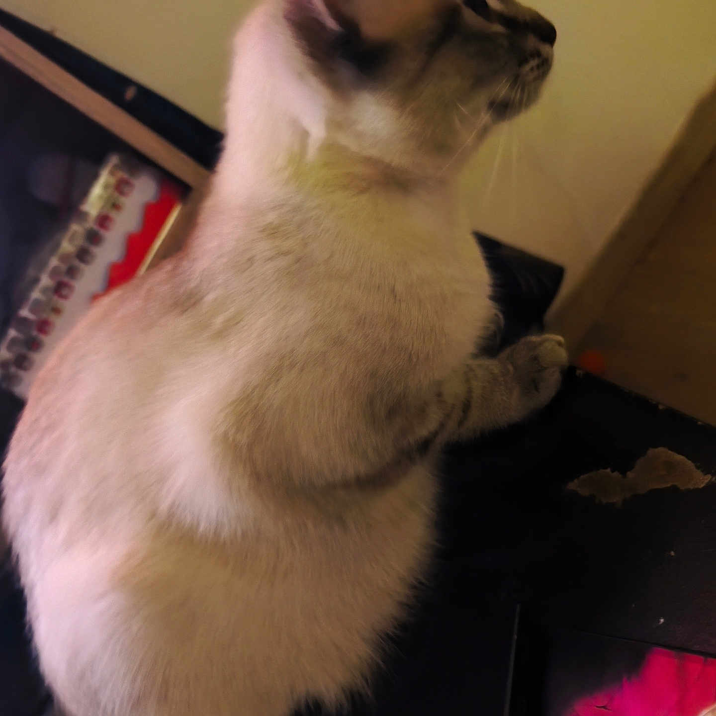 Minou participe au concours pour gagner de l'argent avec cette photo : abyssinian, animal, cat, kitten, manx, pet, plywood, siamese, wood