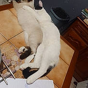 Panda participe au concours pour gagner de l'argent avec cette photo : affection, animal, cat, cats, childs_art, companionship, cozy, domestic, drawing, feline, furniture, indoor, lying_down, paw, pet, relaxing, table, tile_floor, trash_bin, wooden_cabinet
