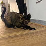 Châtaigne participe au concours pour gagner de l'argent avec cette photo : kitten, cat, tortoiseshell, indoor, wooden_floor, hair_tie, curious, pet, animal, feline, crouching, playful, home, flooring, wall_socket, household, domestic, fur, small_animal, cute