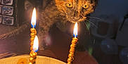 Châtaigne a rejoint le concours — aidez-le/la à gagner de superbes lots ! kitten, cat, tortoiseshell, cookies, candle, flame, bowl, toy_car, table, indoor, curious, closeup, warm_lighting, food, fire, whiskers, pet, animal, cozy, evening