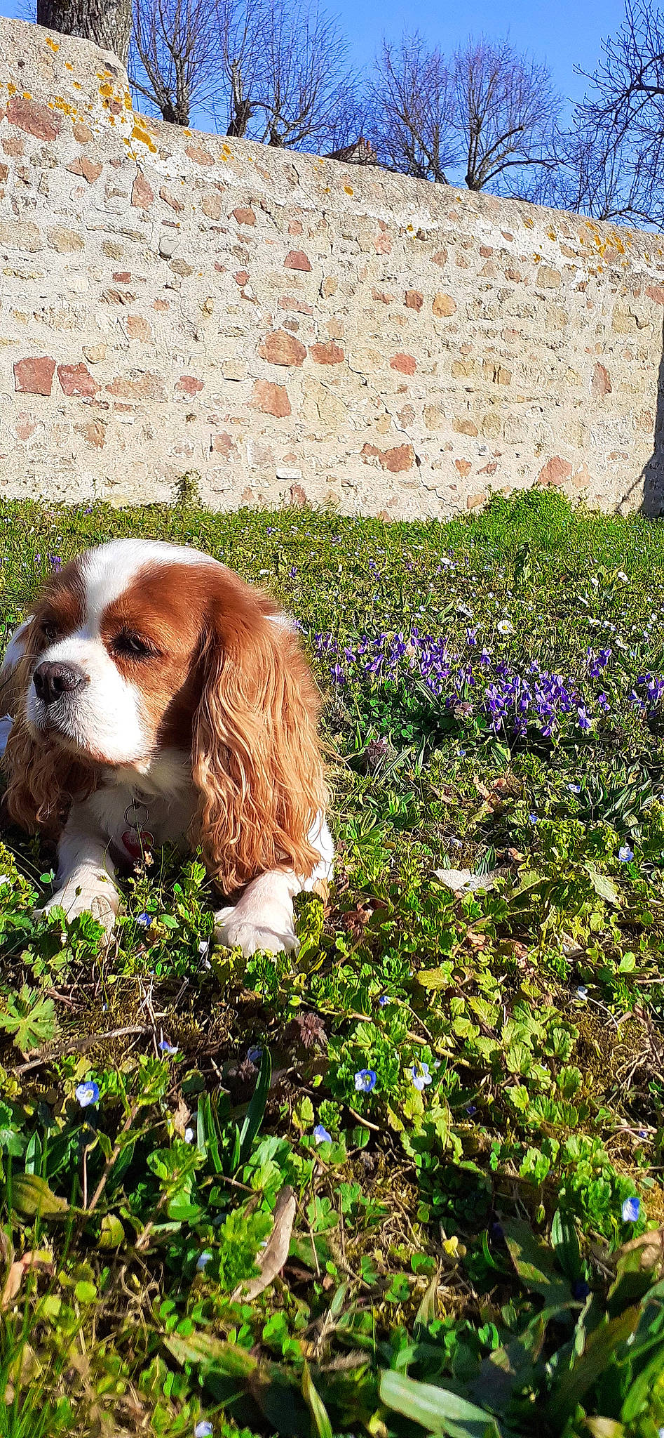 Lady a rejoint le concours — aidez-le/la à gagner de superbes lots ! canidae, carnivore, cavalier_king_charles_spaniel, companion_dog, dog, dog_breed, fawn, flower, grass, groundcover, gun_dog, liver, natural_landscape, people_in_nature, plant, shrub, snout, spaniel, sporting_group, terrestrial_animal
