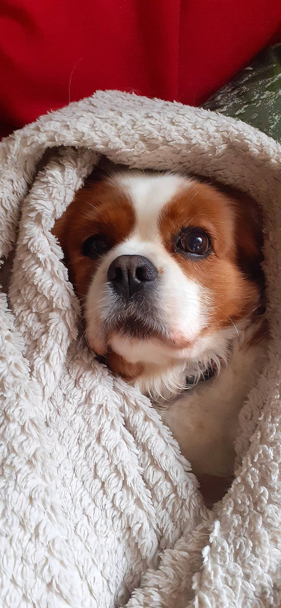 Lady participe au concours pour gagner de l'argent avec cette photo : canidae, carnivore, cavalier_king_charles_spaniel, close_up, companion_dog, dog, dog_breed, dog_supply, fawn, fur, hat, liver, puppy_love, snout, spaniel, sporting_group, terrestrial_animal, toy_dog, whiskers, working_animal