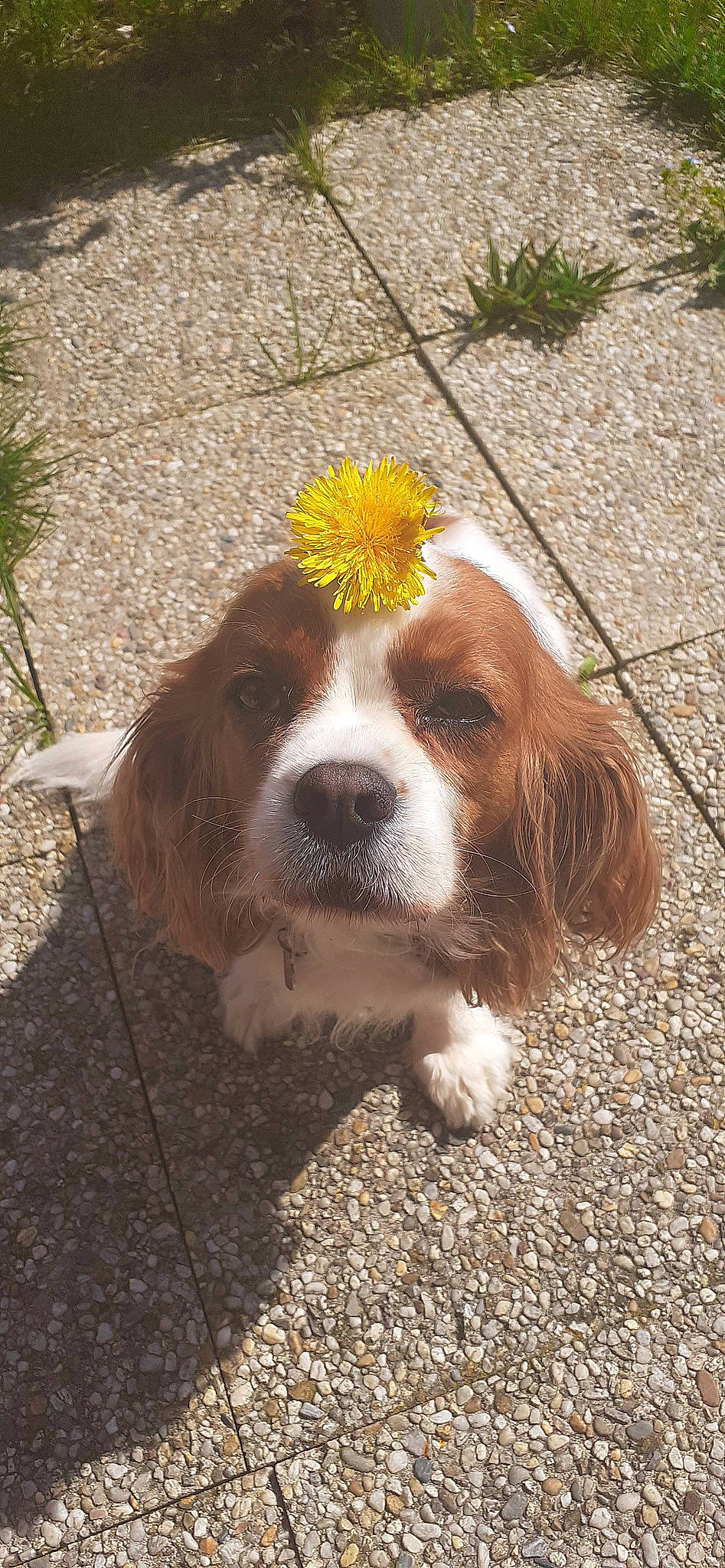 Lady a rejoint le concours — aidez-le/la à gagner de superbes lots ! asphalt, canidae, carnivore, companion_dog, dog, dog_breed, fawn, flower, fur, grass, liver, plant, road_surface, sidewalk, snout, soil, sporting_group, tail, terrestrial_animal, whiskers