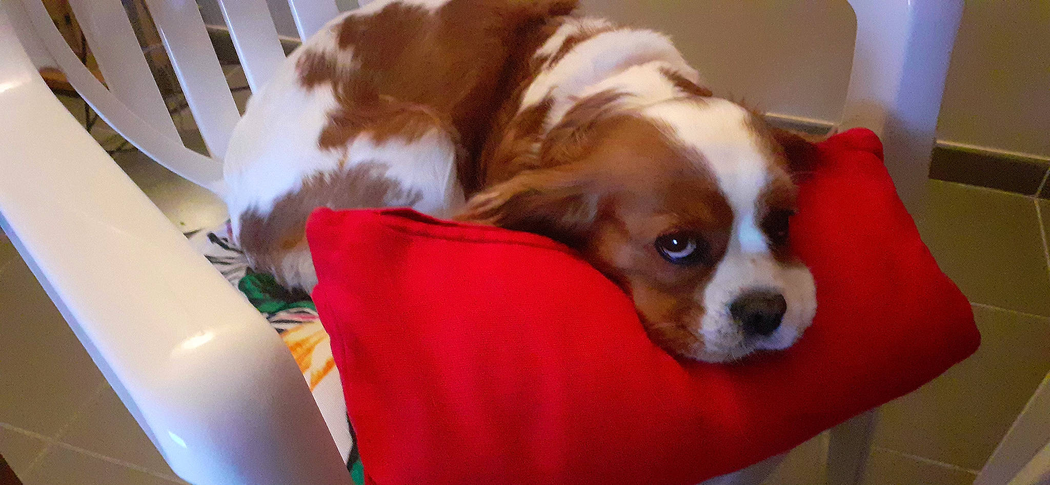 Lady a rejoint le concours — aidez-le/la à gagner de superbes lots ! bored, canidae, carnivore, cavalier_king_charles_spaniel, collar, comfort, companion_dog, dog, dog_breed, dog_supply, fawn, fur, king_charles_spaniel, liver, snout, spaniel, sporting_group, toy_dog, whiskers, working_animal