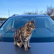 Croquette participe au concours pour gagner de l'argent avec cette photo : cat, tabby, animal, pet, car, vehicle, hood, outdoor, sky, blue_sky, trees, nature, fur, whiskers, alert, sitting, daylight, closeup, portrait, calm