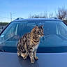 alert, animal, blue_sky, calm, car, cat, closeup, daylight, fur, hood, nature, outdoor, pet, portrait, sitting, sky, tabby, trees, vehicle, whiskers