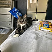 Channel joined the competition — help win amazing prizes! cat, tabby_cat, bed, white_bedspread, snack_bag, crunch_munch, stretching, dorm_room, furniture, dresser, blue_bag, floor, relaxed, indoor, pet, animal, resting, sleepy, cozy, home