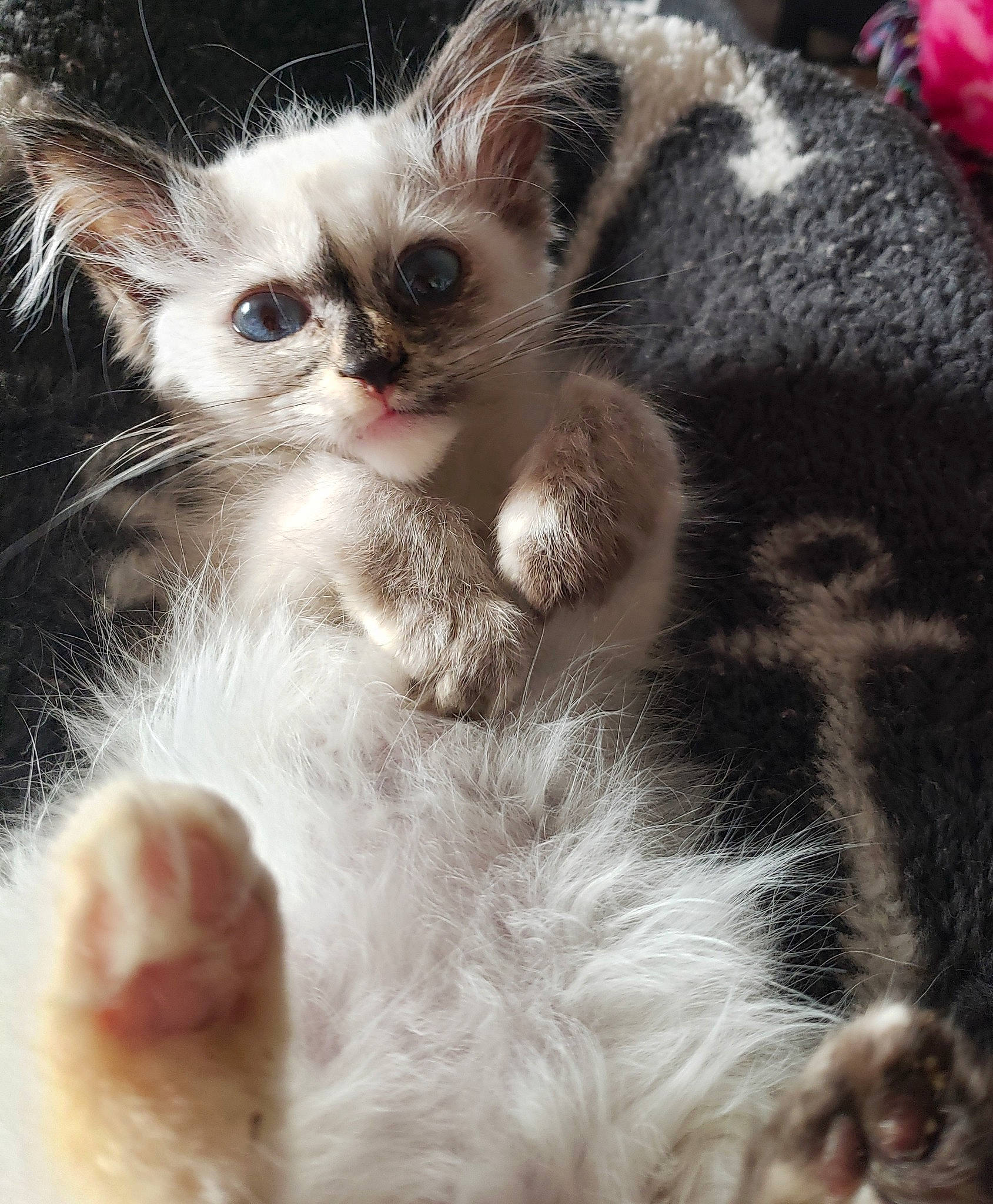 Judy joined the competition — help win amazing prizes! carnivore, cat, claw, domestic_short_haired_cat, eye, fawn, felidae, fur, head, paw, photo_caption, photography, small_to_medium_sized_cats, snout, tail, terrestrial_animal, whiskers