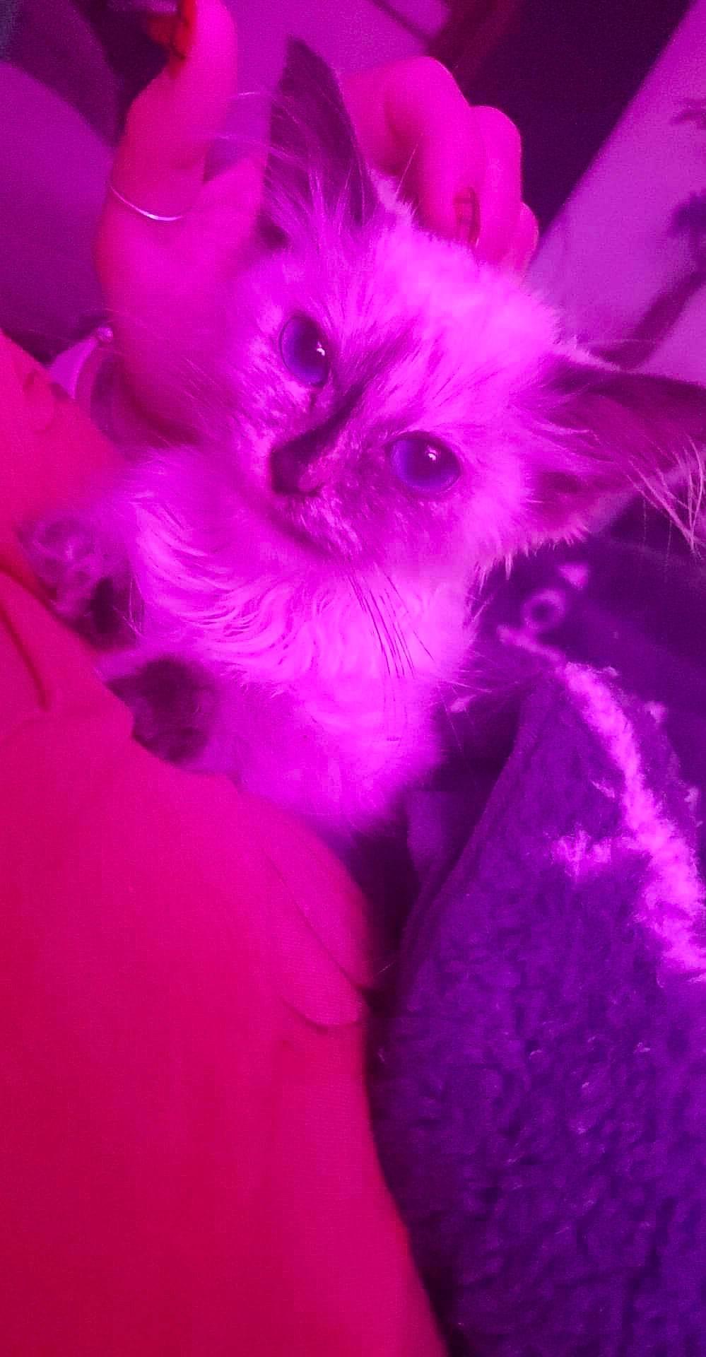 Judy joined the competition — help win amazing prizes! carnivore, companion_dog, dog, dog_breed, electric_blue, event, fawn, felidae, fur, magenta, paw, petal, pink, plant, purple, small_to_medium_sized_cats, snout, toy_dog, violet, whiskers