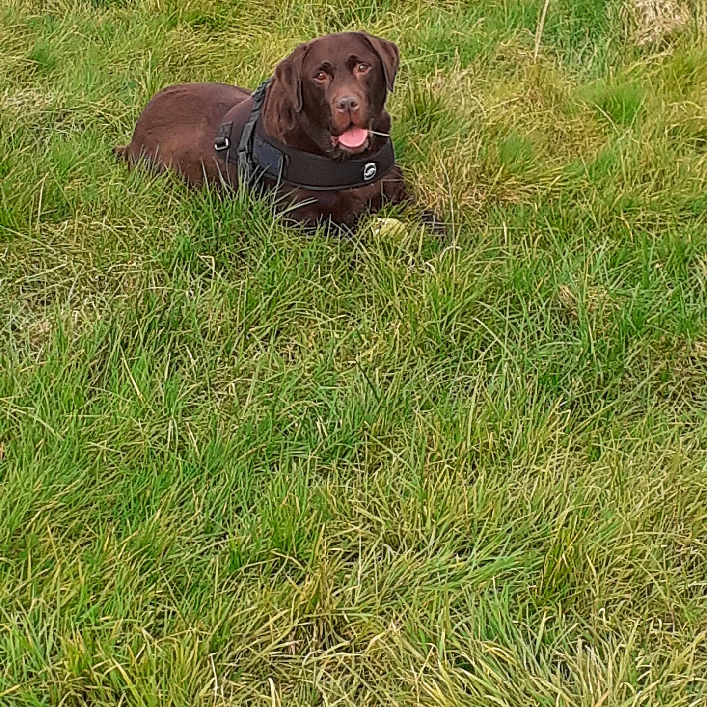 Noisette participe au concours pour gagner de l'argent avec cette photo : animal, canine, dog, face, field, grass, grassland, head, hound, labradorretriever, lawn, nature, outdoors, person, pet, photography, plant, pointer, puppy, vegetation