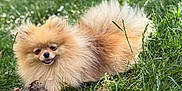 Vicky a rejoint le concours — aidez-le/la à gagner de superbes lots ! dog, pomeranian, grass, toy, pet, animal, outdoor, fluffy, happy, nature, playing, cute, small_dog, fur, tongue_out, canine, summer, greenery, park, companion