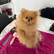 Vicky a rejoint le concours — aidez-le/la à gagner de superbes lots ! dog, pomeranian, fluffy, pet, grooming_tools, comb, brush, towel, table, indoor, household_items, microwave, furniture, cute, small_dog, fur, animal, domestic_pet, pink, white