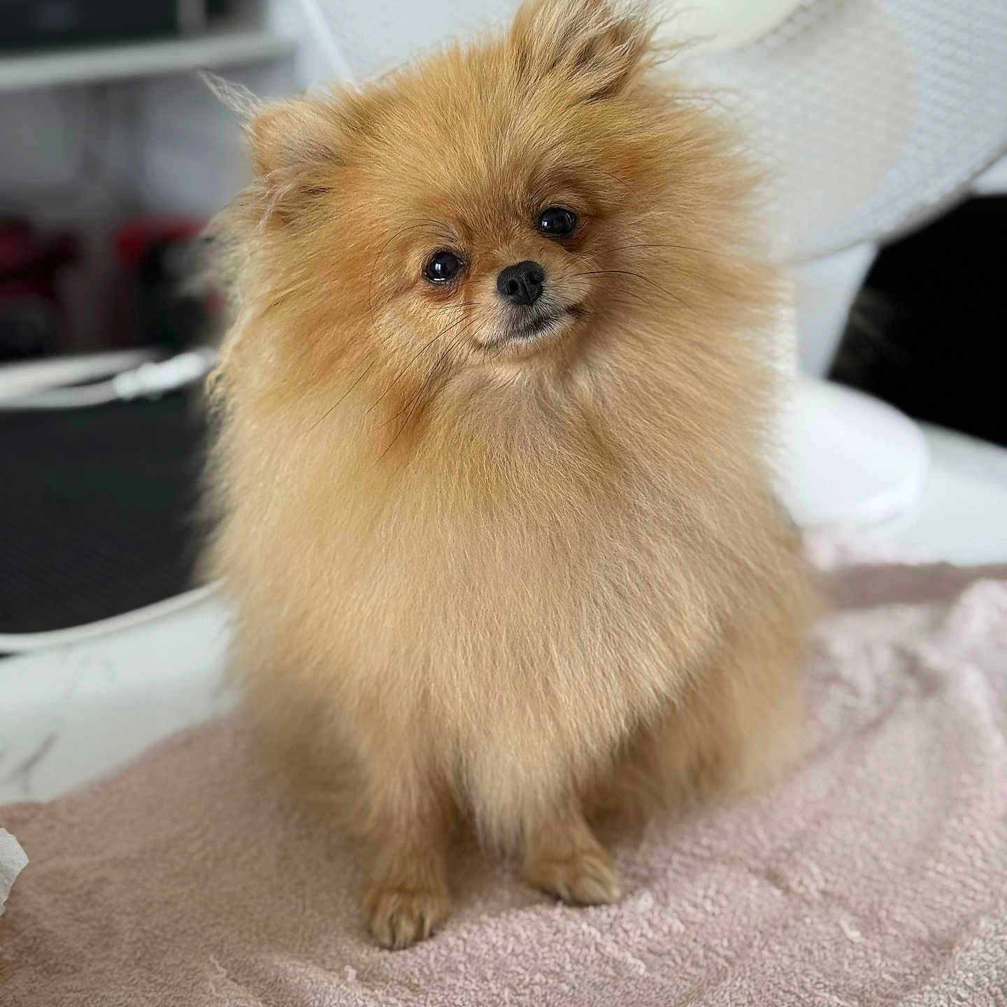 Vicky a rejoint le concours — aidez-le/la à gagner de superbes lots ! adorable, animal, brown, companion, curious, cute, dog, fan, fluffy, fur, household, indoor, looking_up, pet, pet_portrait, pomeranian, portrait, small_dog, soft, towel