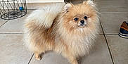 Vicky a rejoint le concours — aidez-le/la à gagner de superbes lots ! animal, background, black_and_white, brown, cabinet, cat, curious, dog, domestic, floor, fur, home, indoor, pet, plant, pomeranian, shoe, small_dog, standing, tile_floor