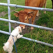 Lola a rejoint le concours — aidez-le/la à gagner de superbes lots ! dog, cow, grass, fence, field, leash, animal, sniffing, outdoor, nature, pet, farm, curious, white_dog, brown_cow, metal_fence, grass_field, friendship, animal_interaction, daylight