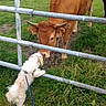 dog, cow, grass, fence, field, leash, animal, sniffing, outdoor, nature, pet, farm, curious, white_dog, brown_cow, metal_fence, grass_field, friendship, animal_interaction, daylight