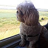dog, window, field, grass, sky, pet, curly_fur, indoor, travel, map, brochure, side_view, daylight, portrait, animal, leash, looking_out, fluffy, small_dog, resting