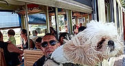 Lola participe au concours pour gagner de l'argent avec cette photo : dog, train, window, passengers, people, transport, travel, outdoor, daylight, animal, fluffy, leisure, public_transport, sunglasses, seated, scenery, vintage_train, railway, harness, canine