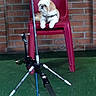 Lola participe au concours pour gagner de l'argent avec cette photo : dog, chair, plastic_chair, brick_wall, fishing_rod, fishing_rod_stand, indoor, pet, small_dog, green_floor, calm, sitting, animal, domestic_animal, leash, resting, background, red, brown, white