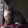 Star is registered to the contest to win money with this photo: cat, tabby, white_paws, white_chest, window, blinds, indoor, pet, animal, curious, striped_fur, sitting, red_surface, soft_light, shadow, whiskers, ears, face, feline, domestic_cat