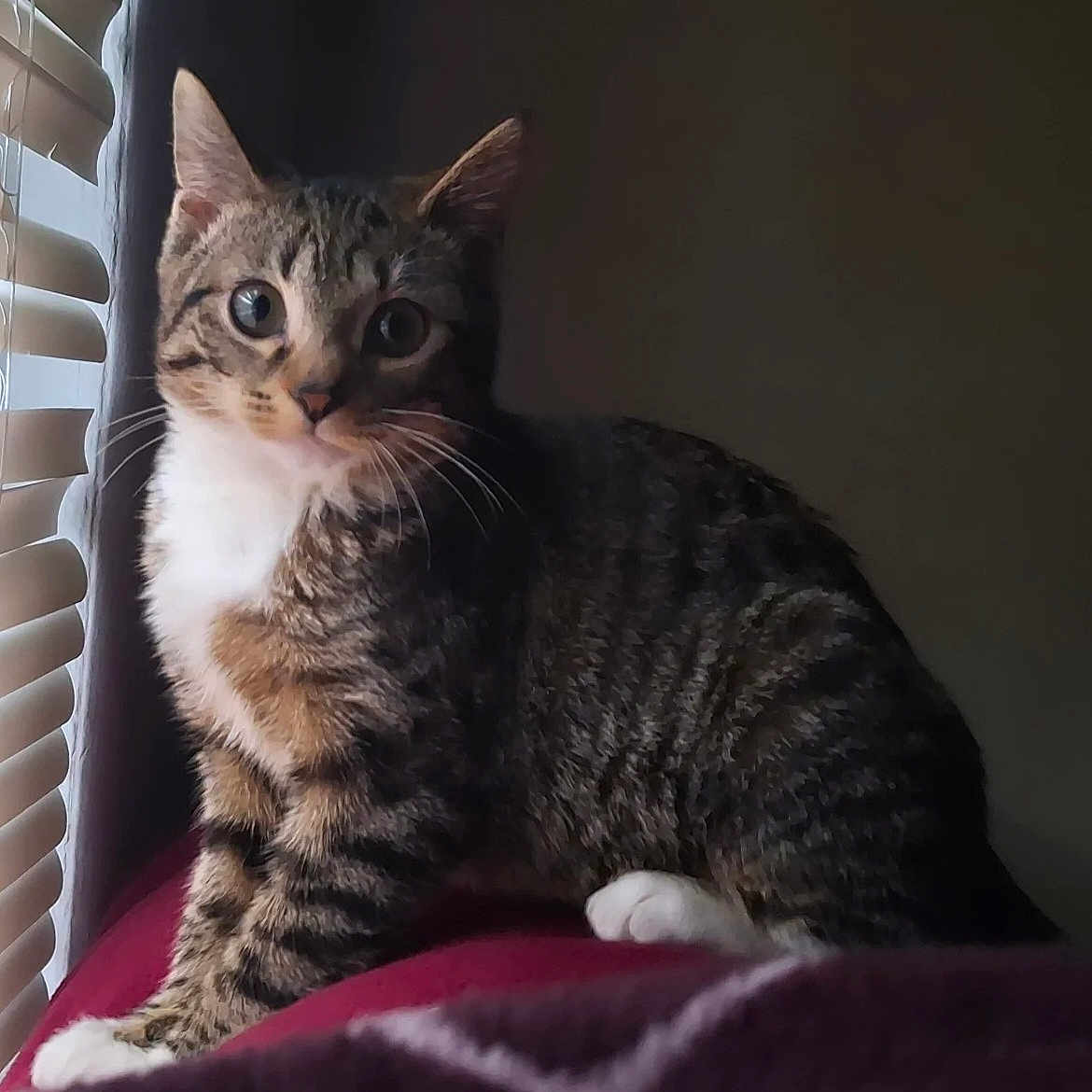 Star is registered to the contest to win money with this photo: cat, tabby, white_paws, white_chest, window, blinds, indoor, pet, animal, curious, striped_fur, sitting, red_surface, soft_light, shadow, whiskers, ears, face, feline, domestic_cat