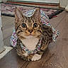 Star joined the competition — help win amazing prizes! cat, tabby, floral_dress, pet, indoor, wooden_floor, curious, wide_eyes, cute, animal, feline, domestic_cat, costume, sitting, face, ears, whiskers, fur, paws, floor