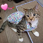 Star is registered to the contest to win money with this photo: cat, tabby, floral_dress, pet, indoor, wooden_floor, scratching_pad, cute, animal, feline, white_paws, ears, whiskers, playful, domestic, closeup, adorable, pink_heart, text_overlay, rose_emoji