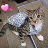 cat, tabby, floral_dress, pet, indoor, wooden_floor, scratching_pad, cute, animal, feline, white_paws, ears, whiskers, playful, domestic, closeup, adorable, pink_heart, text_overlay, rose_emoji