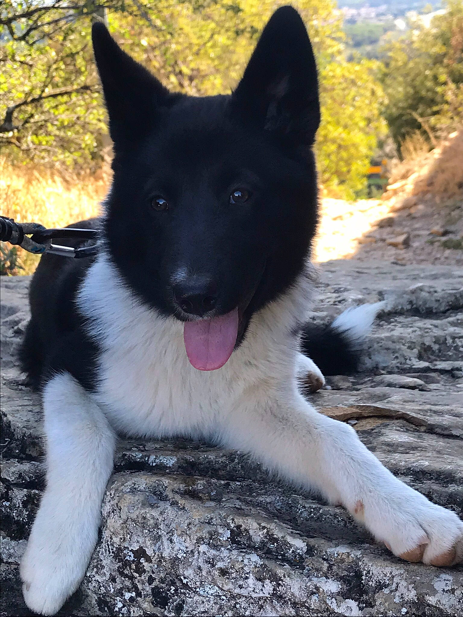 Shana a rejoint le concours — aidez-le/la à gagner de superbes lots ! akita, canaan_dog, canidae, carnivore, dog, dog_breed, karelian_bear_dog, laika, mammal, rare_breed_dog, russo_european_laika, vertebrate, working_dog