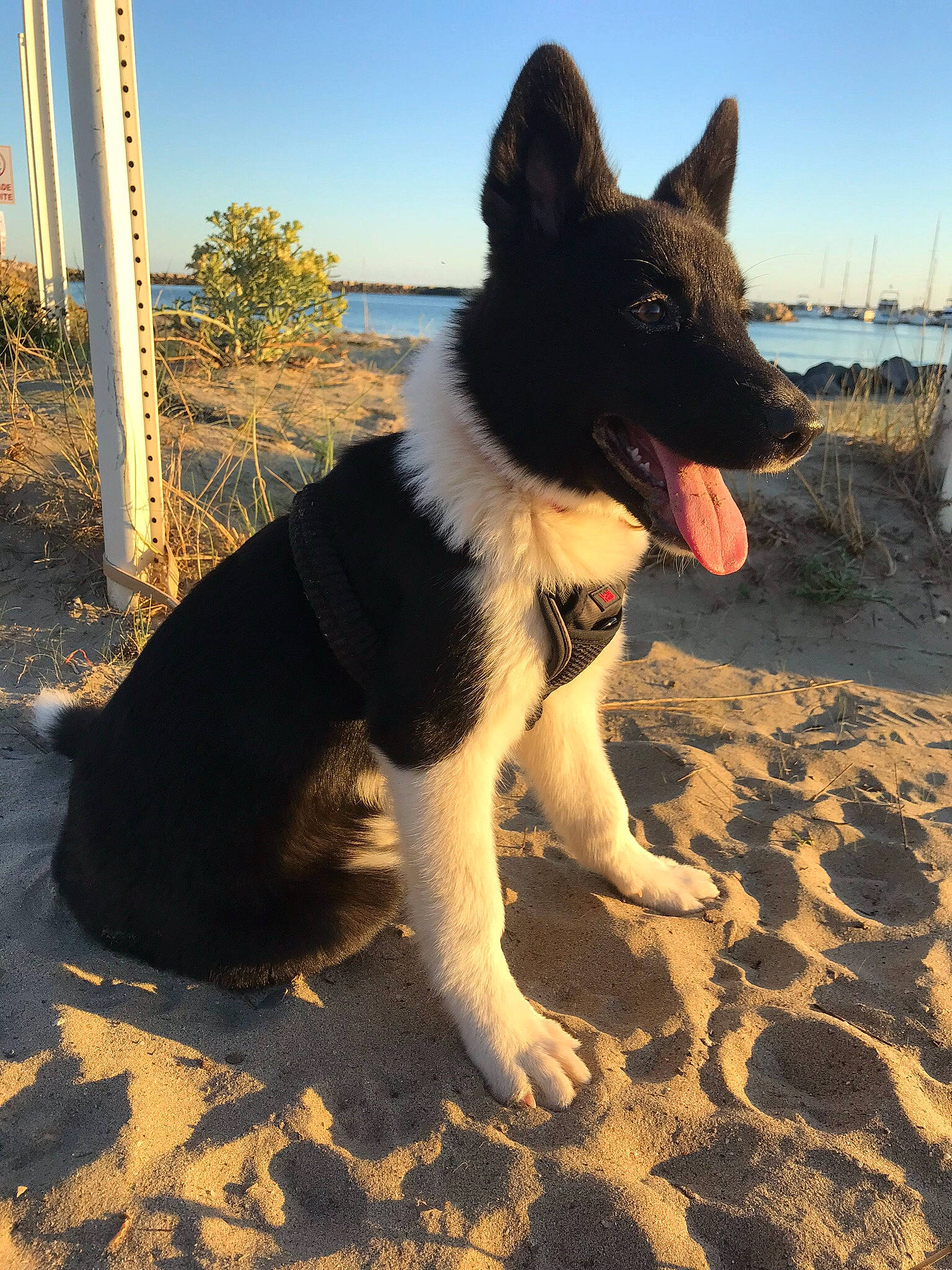 Shana participe au concours pour gagner de l'argent avec cette photo : canidae, carnivore, dog, dog_breed, east_european_shepherd, karelian_bear_dog, king_shepherd, kunming_wolfdog, mammal, rare_breed_dog, russo_european_laika, shiloh_shepherd_dog, vertebrate, working_dog