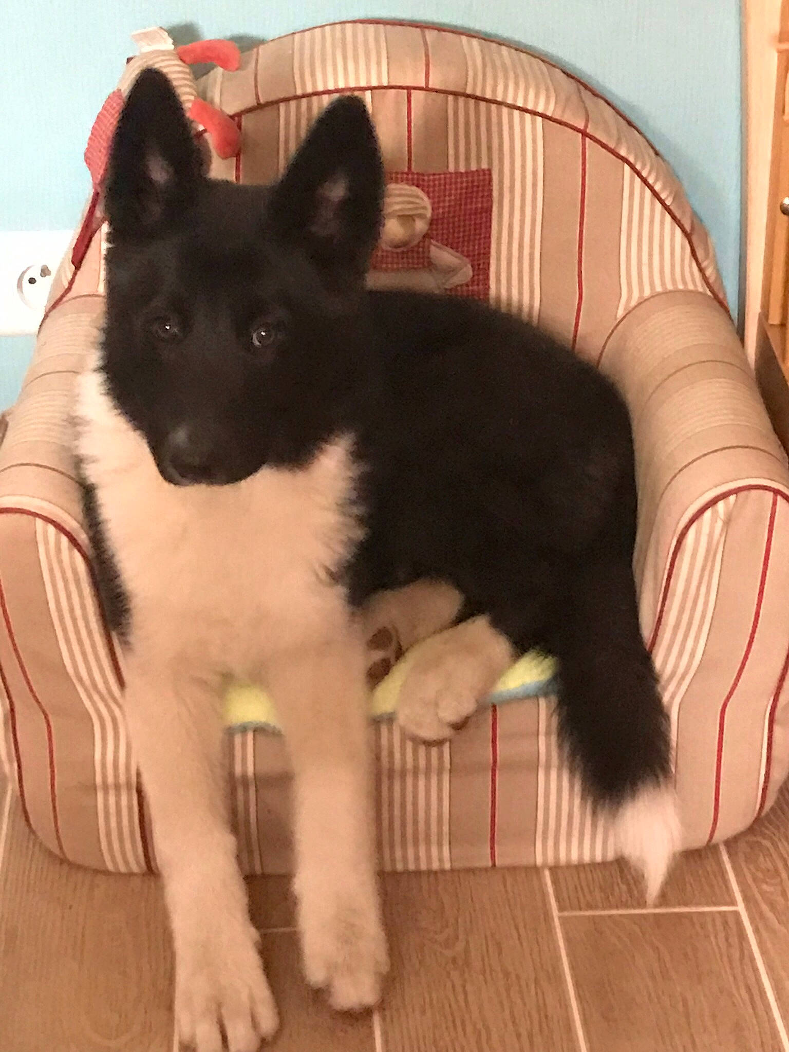 Shana participe au concours pour gagner de l'argent avec cette photo : canidae, carnivore, dog, dog_breed, mammal, russo_european_laika, vertebrate