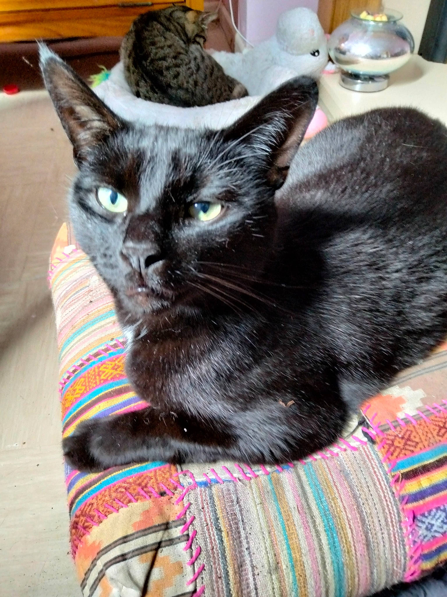 Monkeyboy is registered to the contest to win money with this photo: black_cat, bombay, carnivore, cat, cat_supply, comfort, domestic_short_haired_cat, felidae, fur, grey, kitchen_utensil, linens, pattern, pet_supply, serveware, small_to_medium_sized_cats, snout, tableware, textile, whiskers