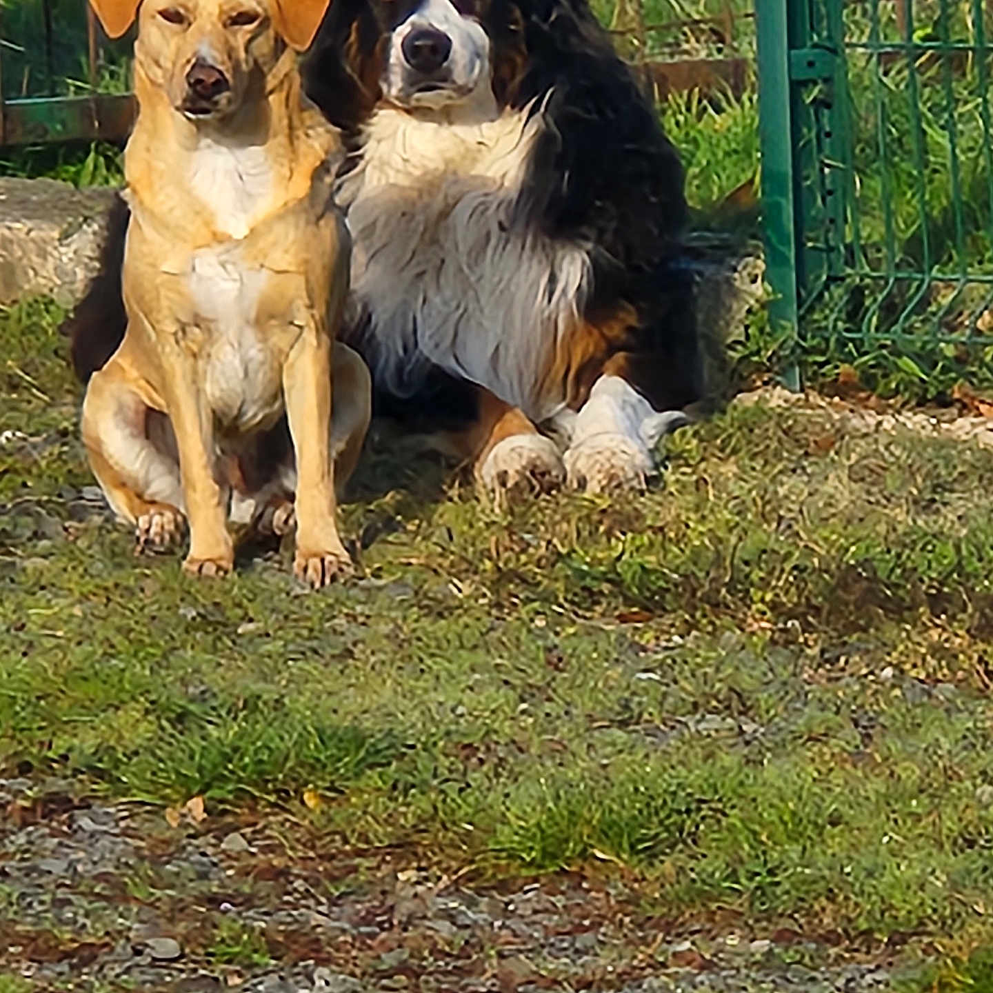 Upengo a rejoint le concours — aidez-le/la à gagner de superbes lots ! alert, animal, canine, closeup, companions, daylight, dog, fence, friendship, fur, grass, greenery, ground, nature, outdoor, pets, sitting, sunlight, two_dogs, watchful