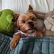 Ruby joined the competition — help win amazing prizes! dog, small_dog, bed, blanket, plush_toy, stuffed_animal, frog_toy, bunny_toy, quilt, pajamas, cute, cozy, indoors, pet, fur, animal, sleeping_area, resting, comfort, soft