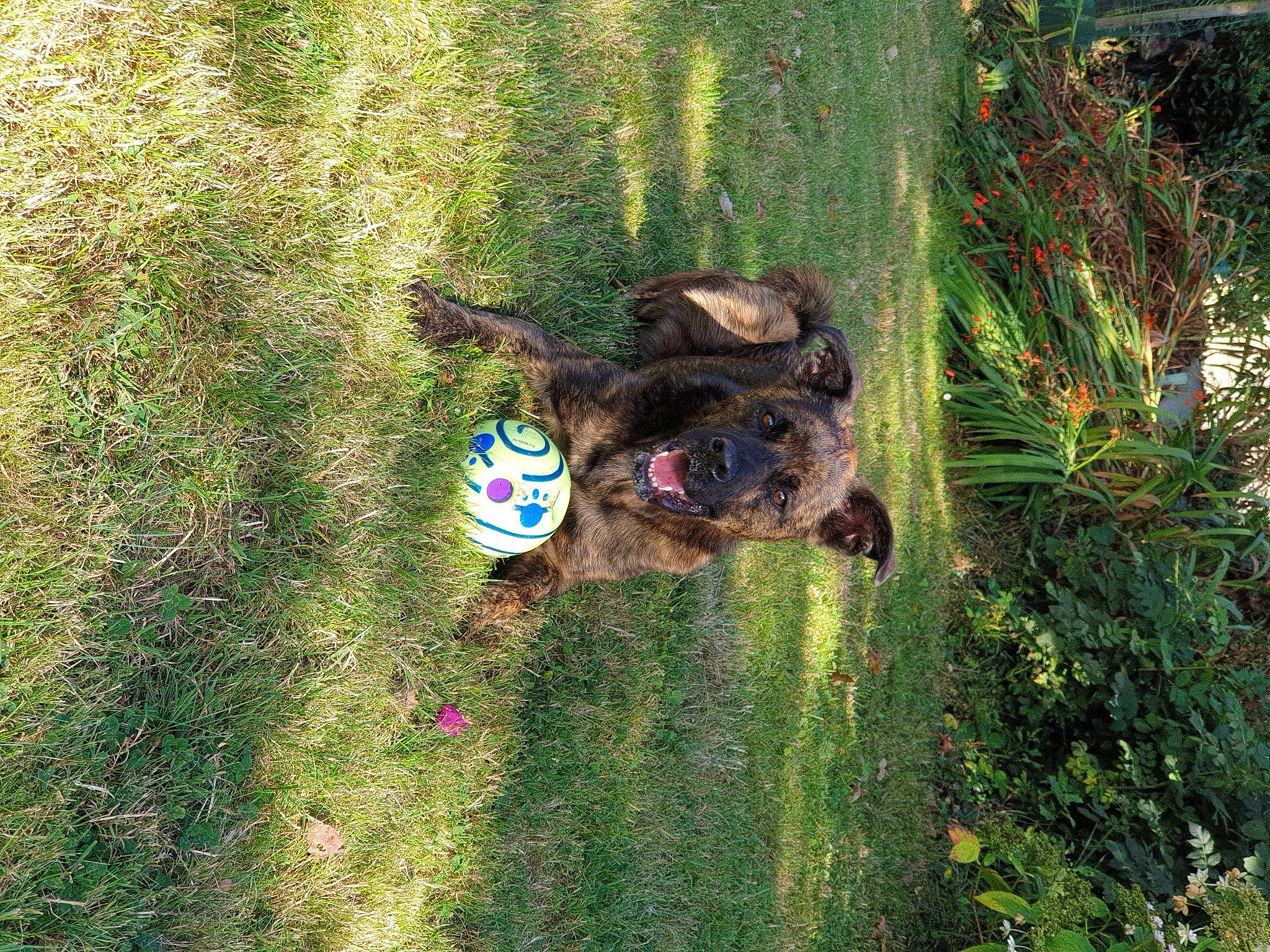 Scooby Doo a rejoint le concours — aidez-le/la à gagner de superbes lots ! carnivore, dog, dog_breed, fun, grass, grass_family, groundcover, landscape, lawn, people_in_nature, pet_supply, plant, shrub, soil, sporting_group, terrestrial_animal, terrestrial_plant, tree, water, working_animal