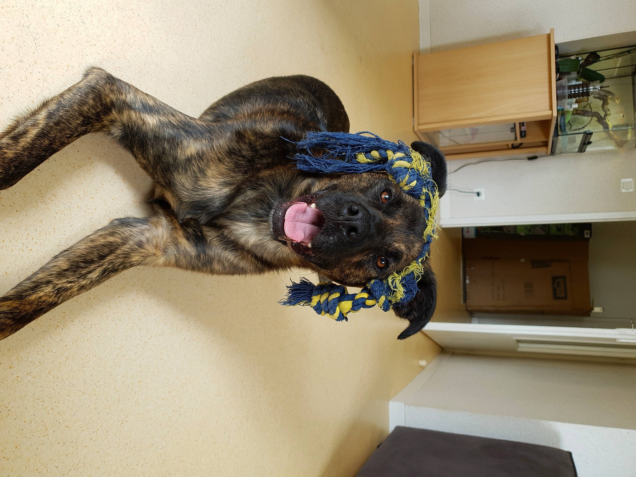 Scooby Doo participe au concours pour gagner de l'argent avec cette photo : box, canidae, carnivore, claw, companion_dog, dog, dog_breed, ear, fawn, flooring, fur, liver, room, shipping_box, snout, sporting_group, tail, terrestrial_animal, treeing_tennessee_brindle, working_animal