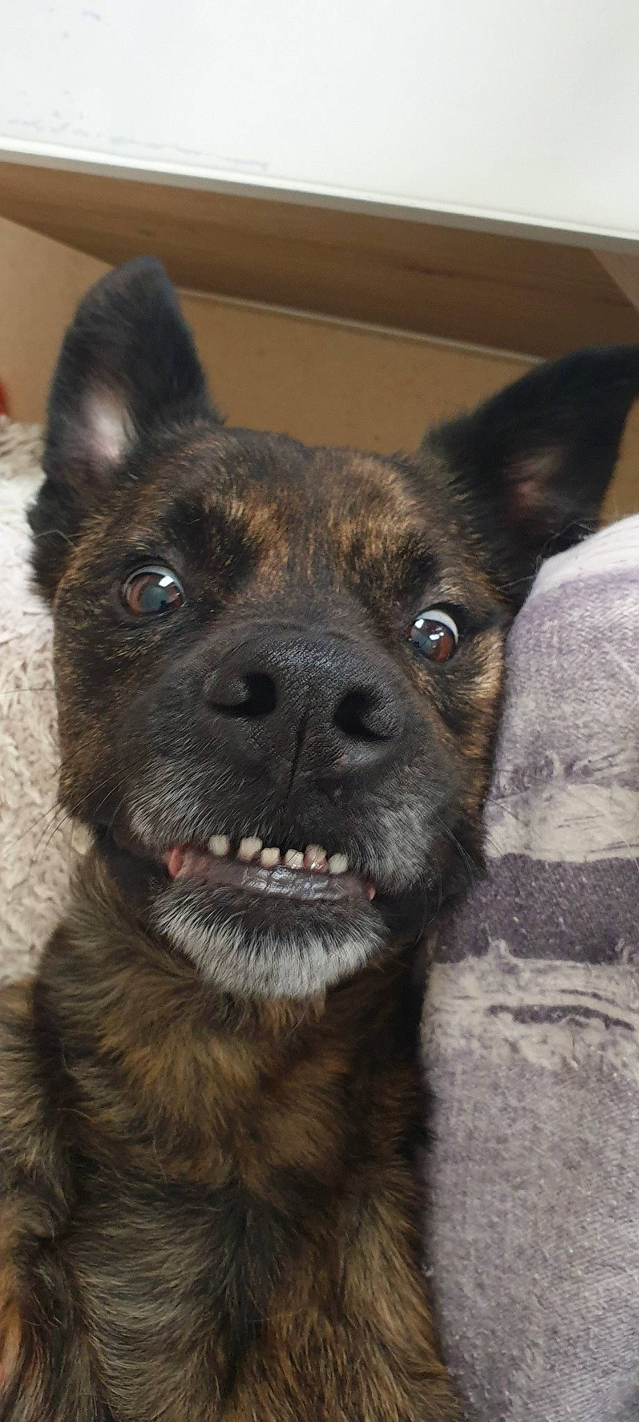 Scooby Doo a rejoint le concours — aidez-le/la à gagner de superbes lots ! ancient_dog_breeds, canidae, carnivore, companion_dog, dog, dog_breed, ear, fawn, fur, non_sporting_group, sporting_group, terrestrial_animal, whiskers, working_animal, working_dog