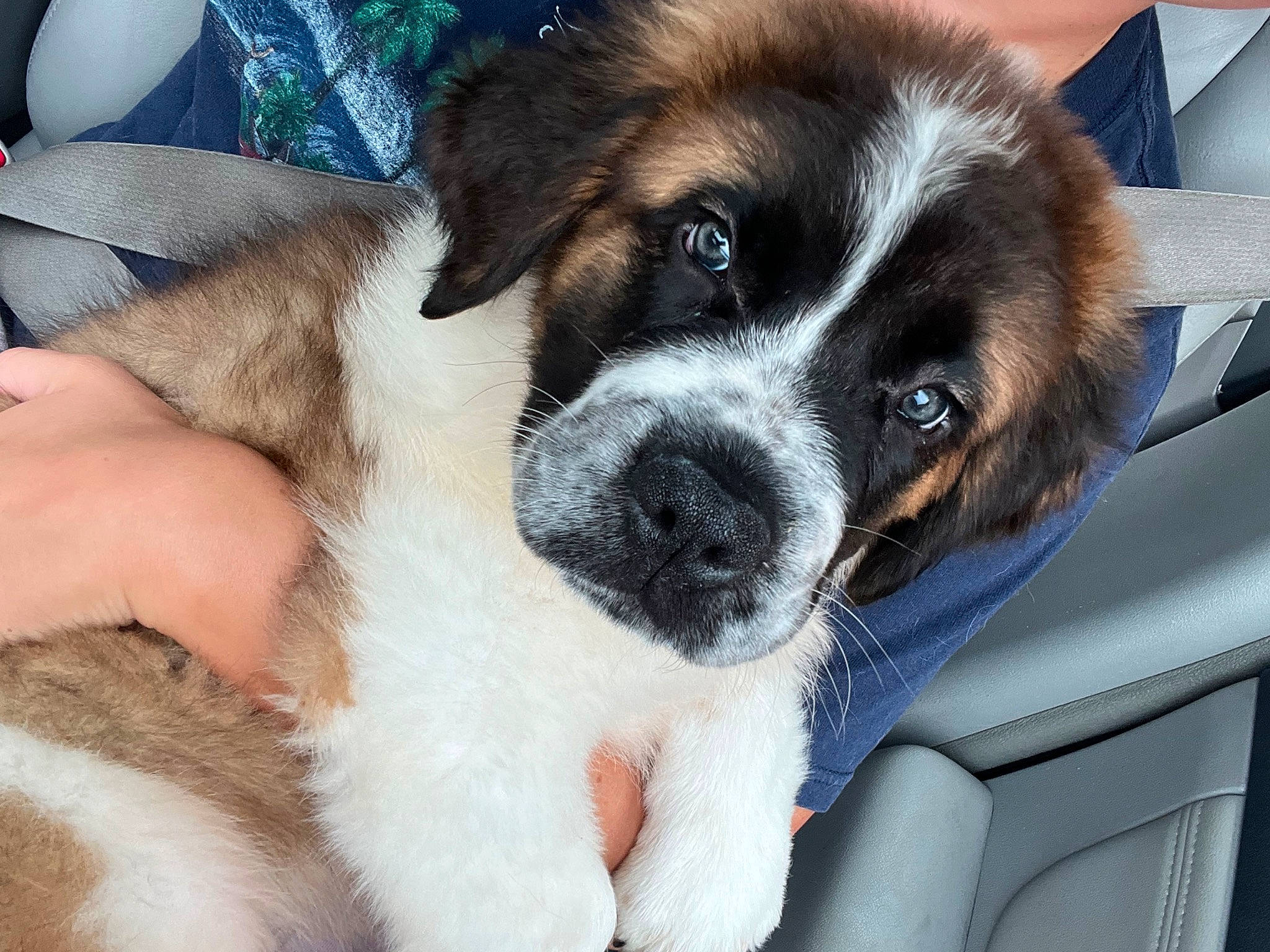 Moose is registered to the contest to win money with this photo: canidae, carnivore, companion_dog, dog, dog_breed, fur, snout, sporting_group, whiskers, window, windshield, working_animal, working_dog