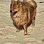 animal, beach, canine, daytime, dog, fluffy, fur, happy, leash, muzzle, nature, outdoor, paw_prints, pet, playful, sand, sunlight, tail, tongue_out, wet
