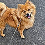 Lucky a rejoint le concours — aidez-le/la à gagner de superbes lots ! alert, animal, canine, companion, curly_tail, cute, dog, ears, fluffy, friendly, fur, golden_coat, happy, leash, outdoor, pavement, pet, playful, smiling, walking