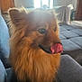 Lucky a rejoint le concours — aidez-le/la à gagner de superbes lots ! animal, brown, canine, comfortable, companion, couch, cozy, cute, dog, fluffy, fur, furniture, home, indoor, licking, light, pet, portrait, tongue, window